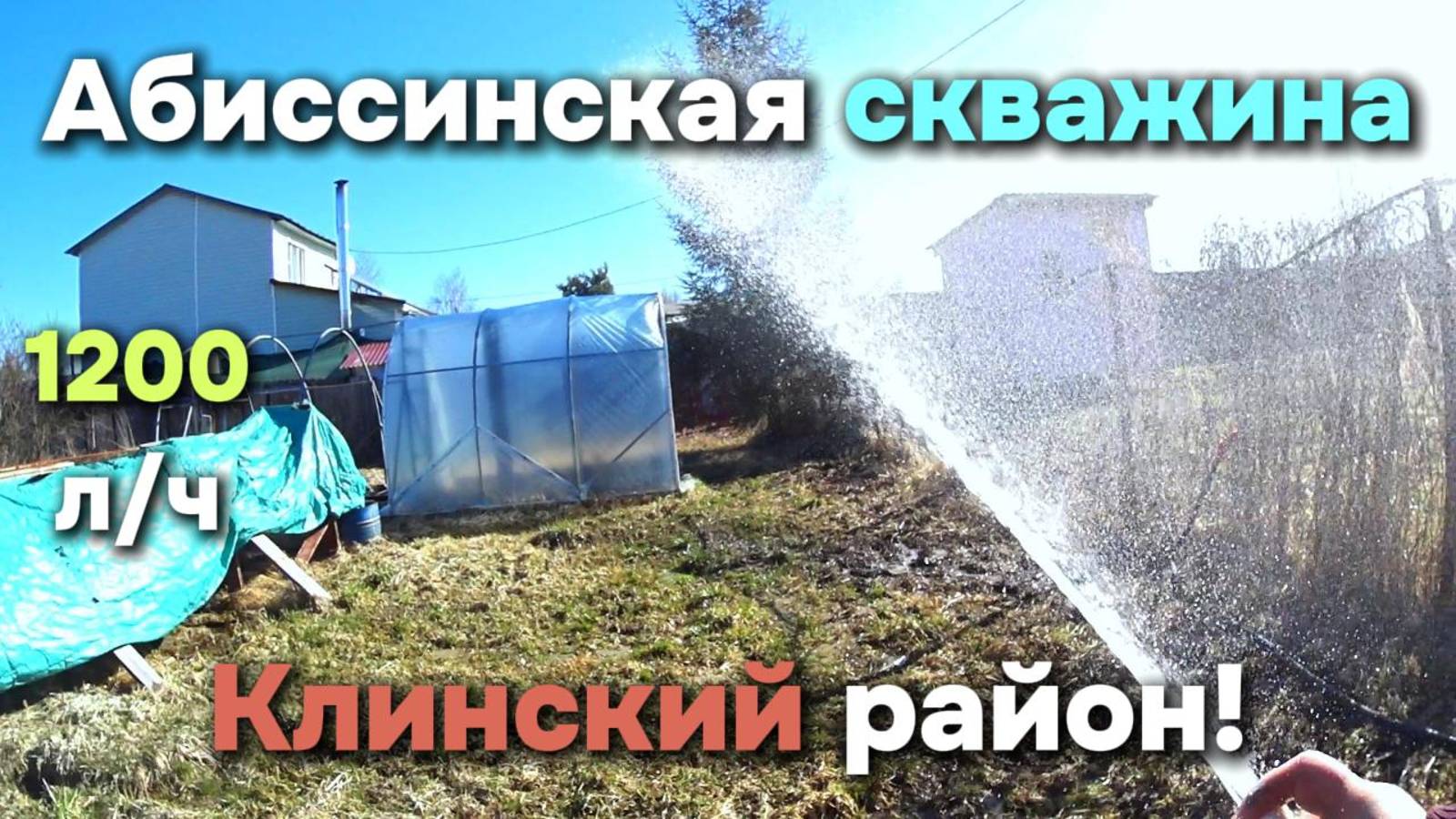 Абиссинка в Клинском районе!