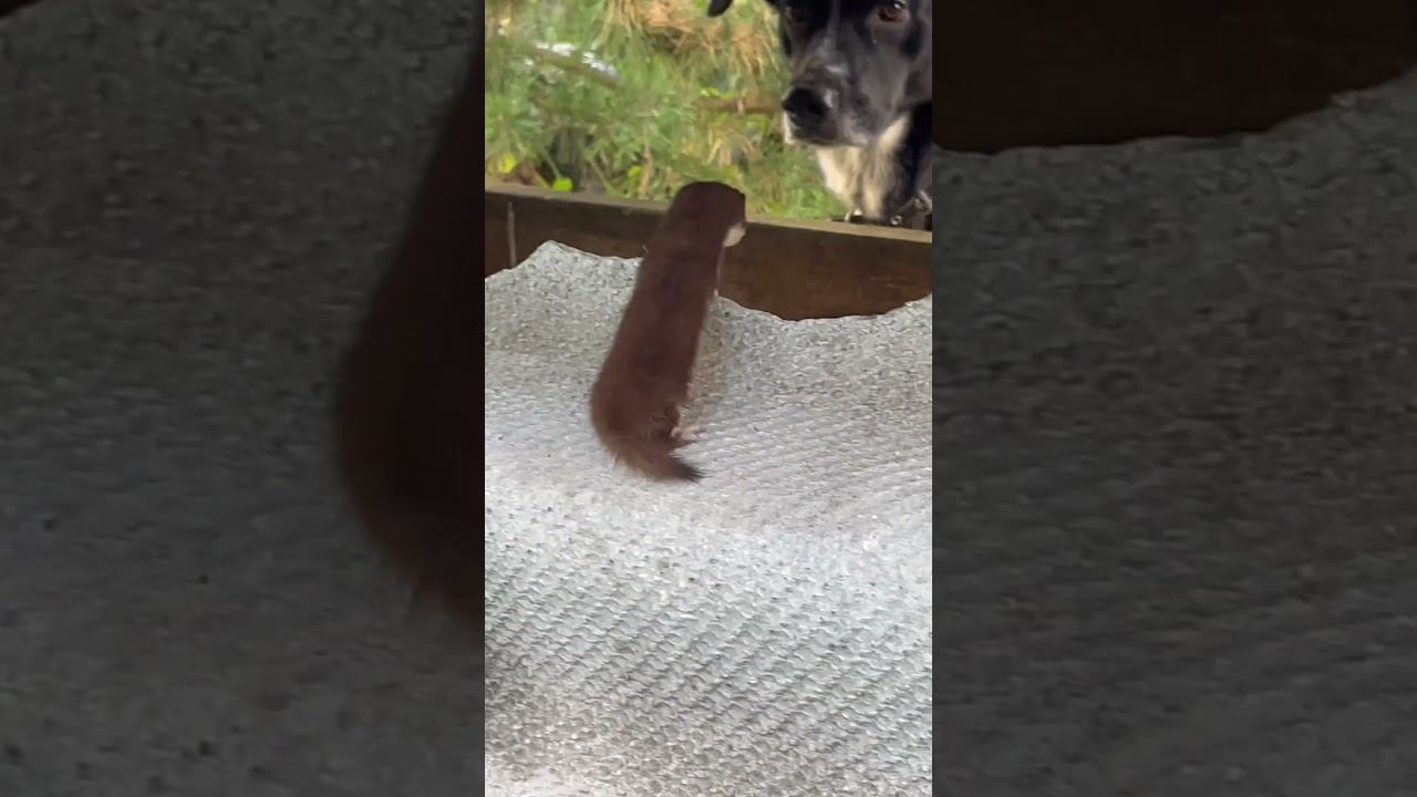 Кто эта милашка?