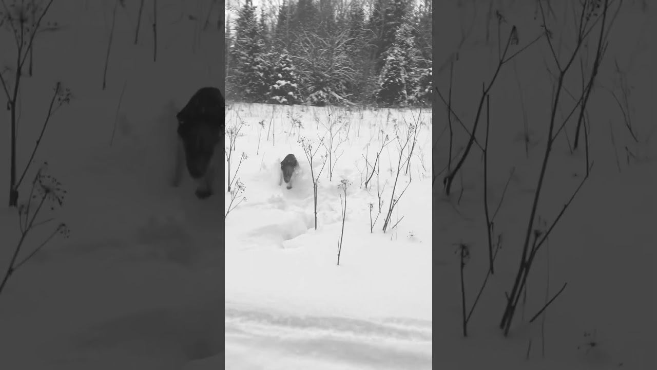 Веселый  пёс