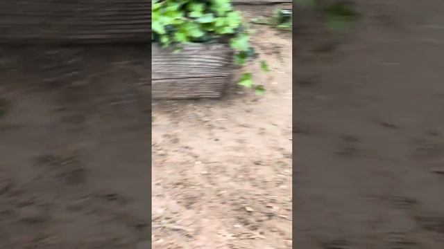 Two Huge Rattlesnakes Mating During A Mothers Day BBQ 🐍