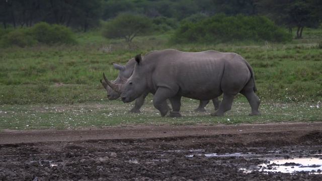LEGENDARY ANIMALS - (DOLBY VISION™) - 8K ULTRA HD HDR