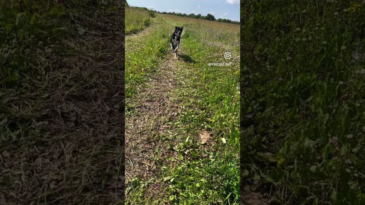 «Никудя ты от меня не убезис, мами». Любимка Рич ❤️. Лучший партнер для пробежек#собаки #собака