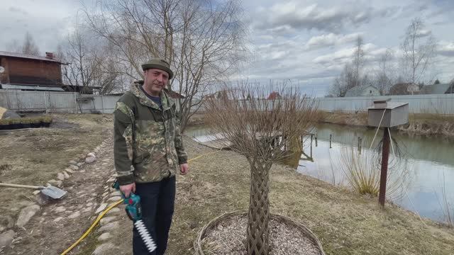 Стрижка кроны плетеного дерева