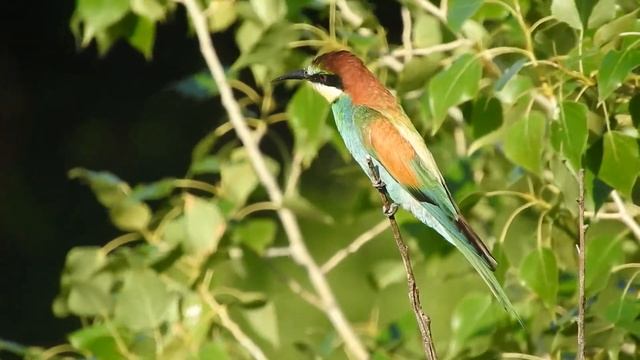 Золотистая щурка