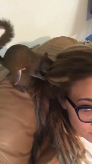 Белочка прячет еду в волосах девушки