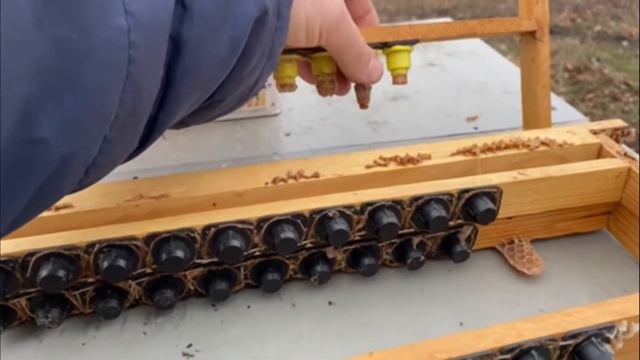 Инструмент для вывода маток