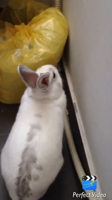 Что мой зайчик делает на балконе