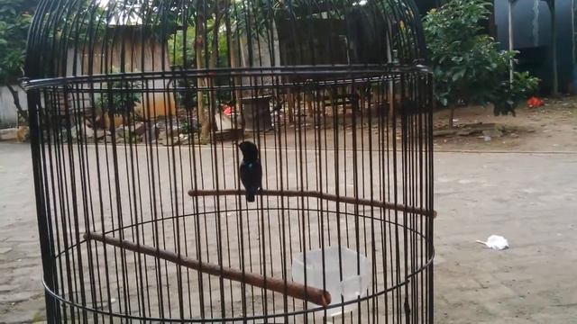 Kolibri Ninja BLACK HAWK