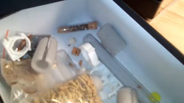 уборка у ящерицы и измерение в формикариуме