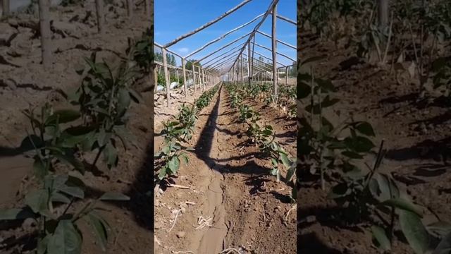 Limon Ko'chatlarini Ekish Jarayoni. Tel:94 150 15 38; Manzil:Namangan Viloyati Norin Tumani