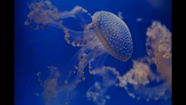 Meet A.zelenskyyi! 150 Million-year-old Marine Invertebrate With 10 Arms And Sharp Tentacle-like Cl