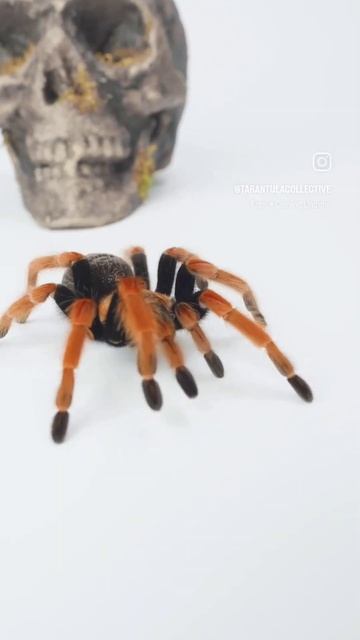 The Mexican Fireleg Tarantula #tarantula #spider #korn