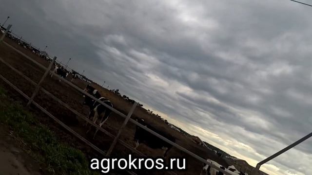6000 голов товарных и племенных нетелей в продаже оптом с полным пакетом документов.