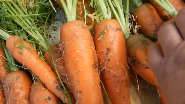 Урожай моркови 2021год. Западная Сибирь..