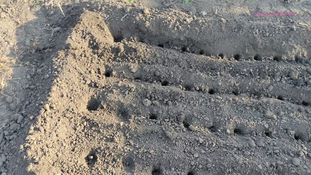 Когда сажать лук?