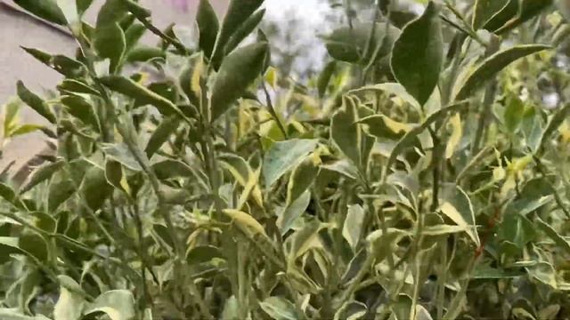 Обзор растений 18 июля часть 2