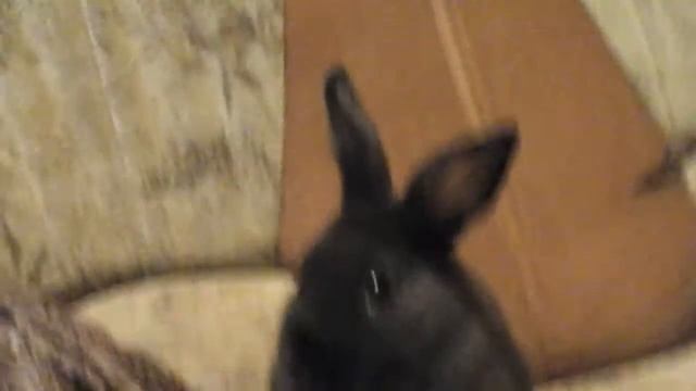 Клип на песню до росвета мой кролик уголёк песня я один дома! ☺🐰