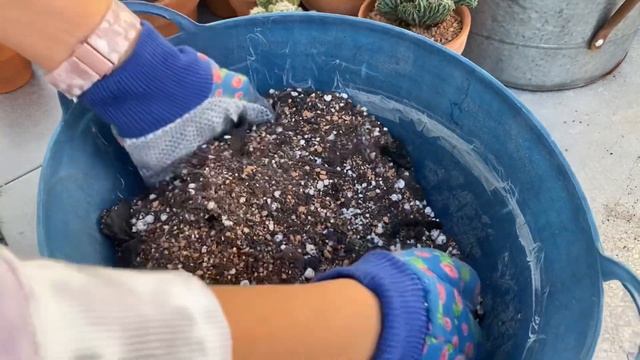 Adding Charcoal To My Soil For My Succulents And Cacti.