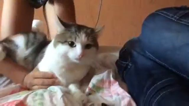 Кот ест табак