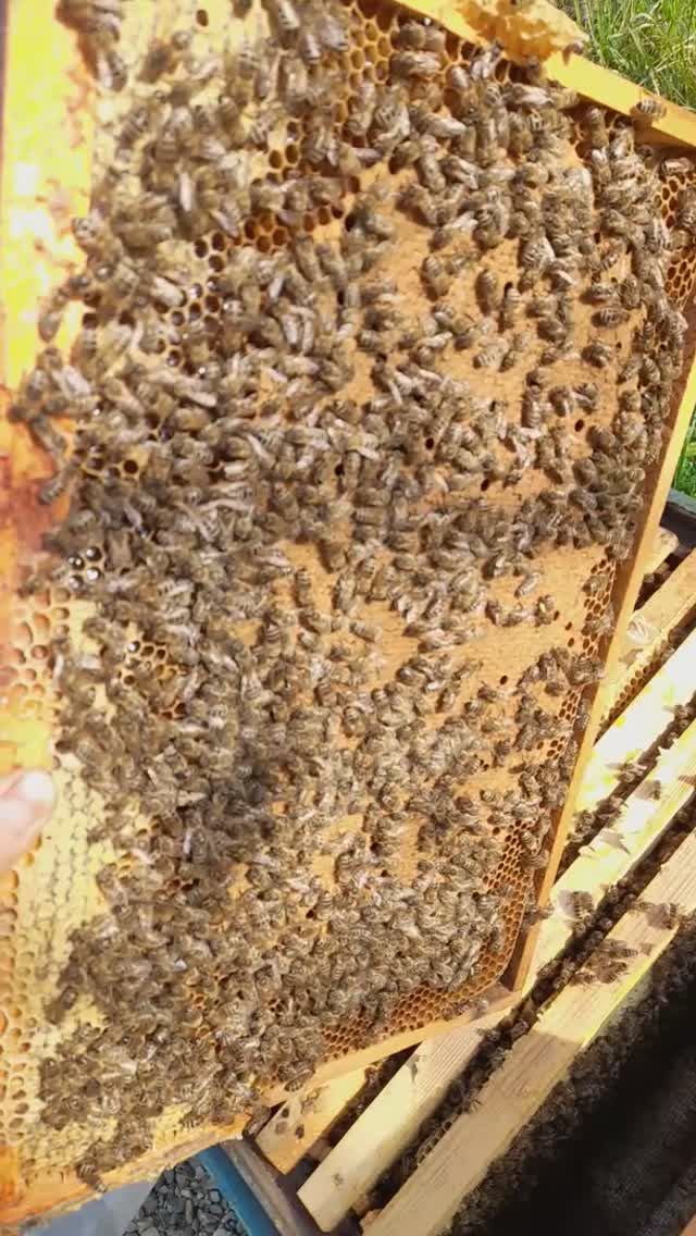 Расплод в роях в марте #пасека #пчелы #хобби #пчеловодство