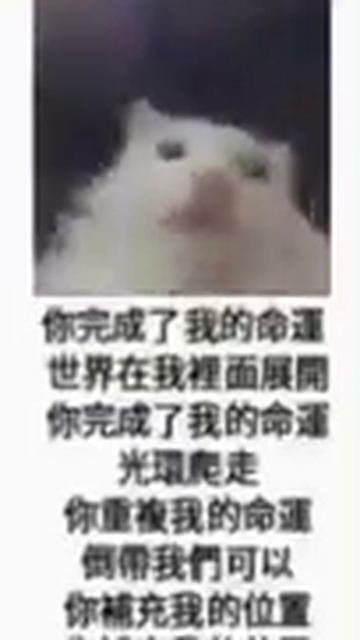 Chinese Cat