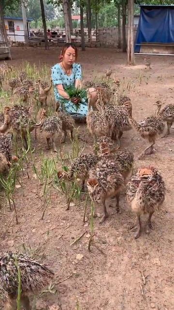 Amazing Ostriches Farm ! Happy Working At Ostriches Farm , Feeding To Ostriches #ostrich #short37