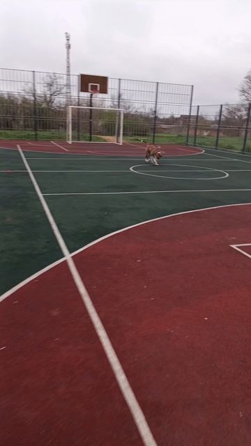 Амстафф Тор