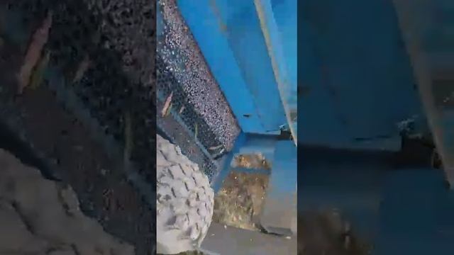 Талас фасоль уборка.