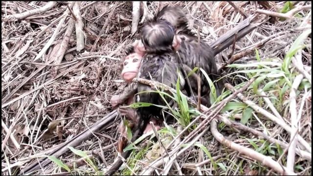 Три богатыря.