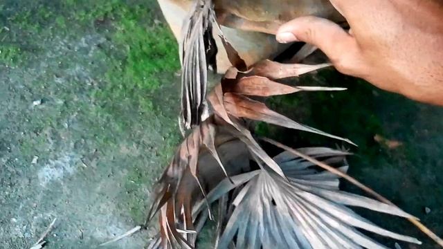 How To Care China Palm Trees...