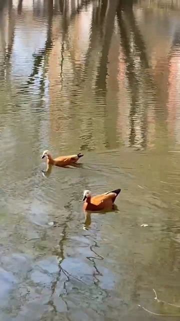 Огарь -мандариновая утка