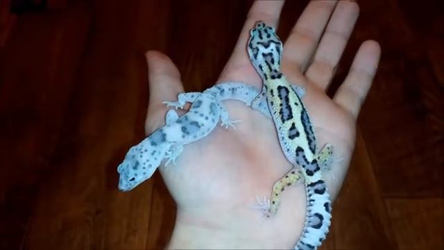 30 секунд. Эублефары. Разведение 2017