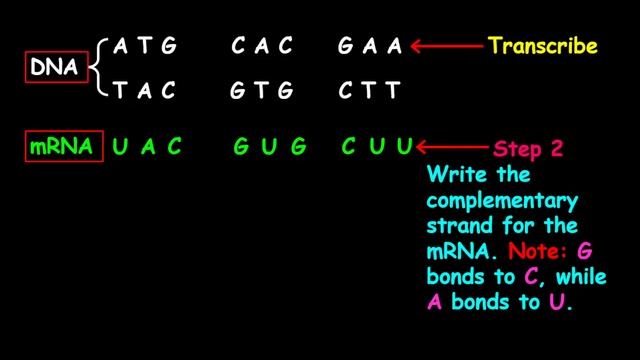 DNA To Protein + Reading Codon Chart (the Basic Steps)
