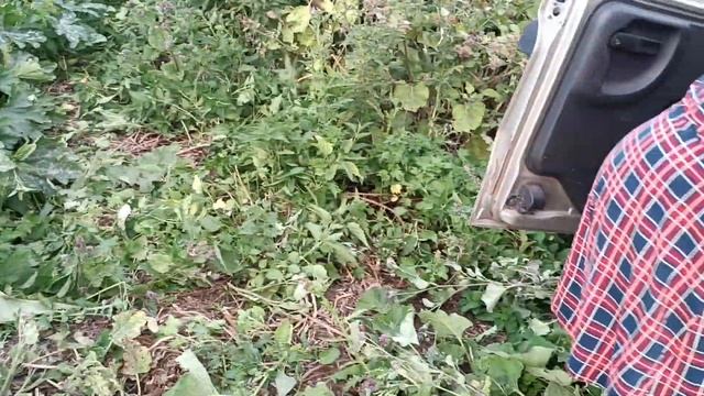 29 июля 2023 г. Накопали картошки, собрали кабачки.