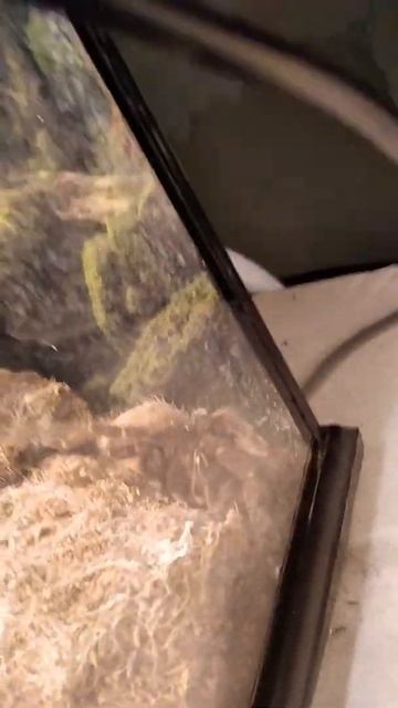 28 сентября 2020 г. Выставка рептилий. Паук-птицеед.