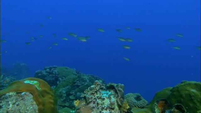 Аквариум Релакс музыка. Музыка для медитации. Аквариум Спокойная музыка.