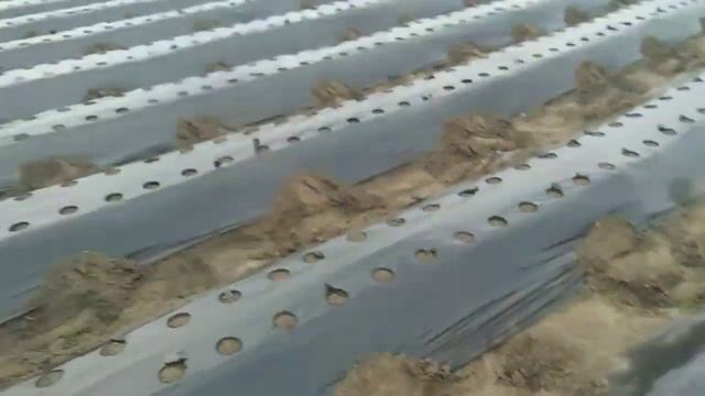 Мульчирование и перфорация
