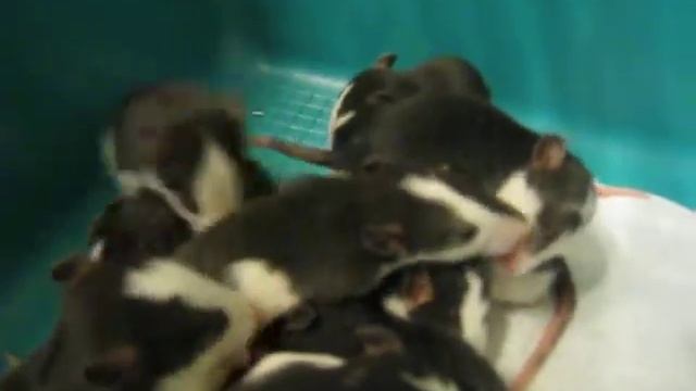 Мусины дети