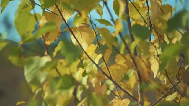 Поэзия и Проза: Ф.И. Тютчев 