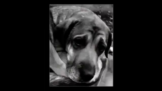 Перелом лапы у старой собаки! Результат  Аврора