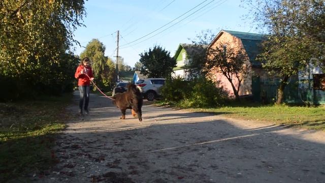 Якитория 8 мес