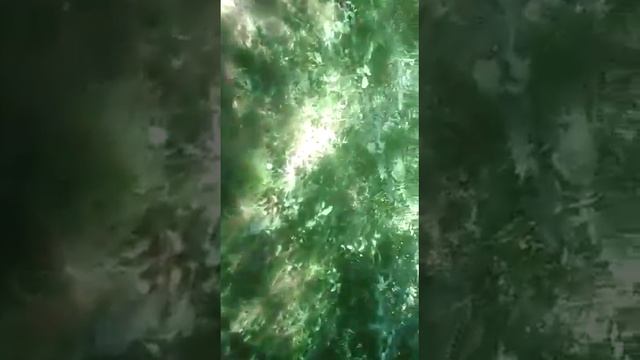Медведь на пасеке