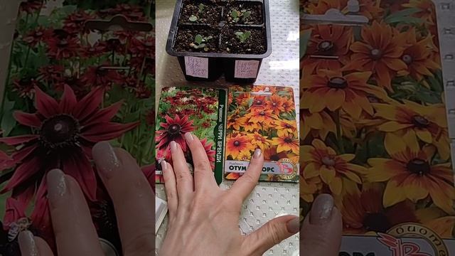 Обзор рассады цветов 10.04.2025