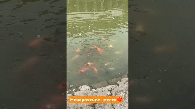 Экскурсия по ферме #экзархо. #путешествия #лошади #воздушныйшар #сочи #ферма #экстрим #отдых #горы