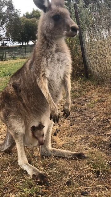 Kangaroo Watch, Tasmania, Australia