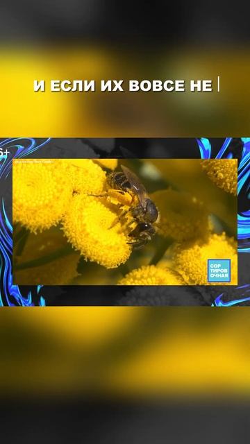 Почему пчёлы так важны для сохранения жизни на планете? Полный выпуск уже на канале