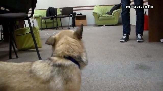 Собака блогера Vlada и пицца.