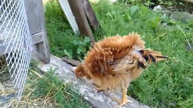 КУДРЯВЫЙ ПЕТУХ