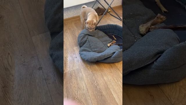 Зевсик и лежанка Майи) #собака #животные #собаки #love #любовь #топ #puppy #прикол #doglover