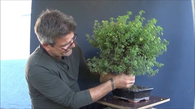 Bonsai 2021-36 - Fünffingerstrauch - Potentilla Fruticosa - Erst Frust, Dann Richtig Viel Lust!